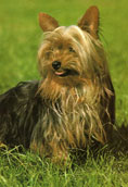 Silky Terrier