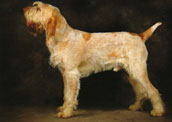 Spinone