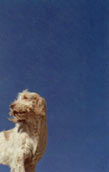Spinone