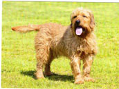 Steirische Rauhhaarbracke