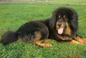 Tibetansk Mastiff