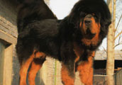 Tibetansk Mastiff