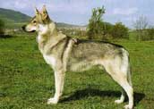 Tjeckisk Varghund