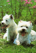 West Highland White Terrier