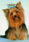 Yorkshireterrier